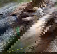 Phillip Island Koala Conservation Centre Entry ticket - Gold Coast Attractions