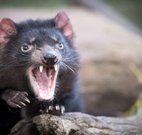 Port Arthur and Tassie Devils Active Day Tour from Hobart - Gold Coast Attractions