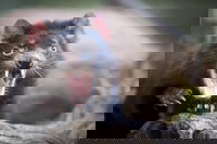 Port Arthur and Tassie Devils Active Day Tour from Hobart