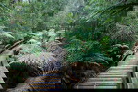 Small-group DayTour from Hobart Hastings Caves Huon Valley and Tahune AirWalk