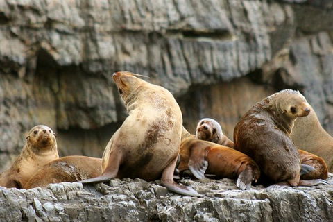 3-Hour Tasman Peninsula Wilderness Cruise From Port Arthur - Gold Coast Attractions 1