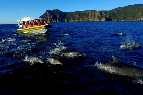 3-Hour Tasman Peninsula Wilderness Cruise From Port Arthur - Gold Coast Attractions 4