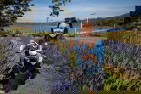 Port Arthur and Lavender Farm Active Day Tour