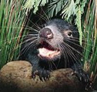 Hobart Shore Excursion Half Day Bonorong Wildlife Park with Richmond Tour - Gold Coast Attractions