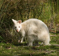 Bruny Island premium private photo-oriented day tour from Hobart - Gold Coast Attractions