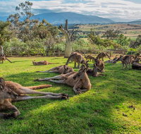 Shore Excursion Hobart's Best In Half A Day - Gold Coast Attractions