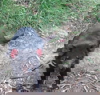 South East Food Sightseeing Private Tour with the Tasmanian Devil Unzoo - Gold Coast Attractions