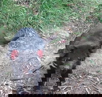 Private Bonorong Wildlife Sanctuary and Richmond 5 Hour Trip from Hobart - Gold Coast Attractions