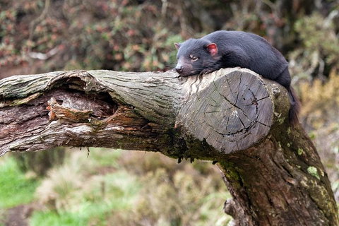 Day Keeper Tour - Gold Coast Attractions 8