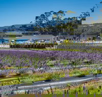 Private Tasman Peninsula Cruise Ship Tour from Port Arthur - Gold Coast Attractions