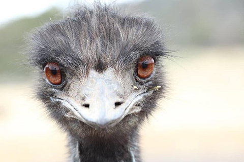 ZOODOO ZOO Tour, Meet The Famous Tasmanian Devil, Cuddle A Kangaroo, Feed A Lion - Gold Coast Attractions 1