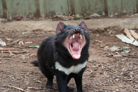 ZOODOO ZOO Tour, Meet The Famous Tasmanian Devil, Cuddle A Kangaroo, Feed A Lion - Gold Coast Attractions 0