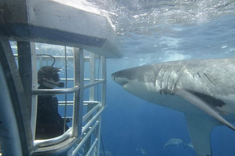 White Shark Tour With Optional Cage Dive From Port Lincoln - Gold Coast Attractions 2