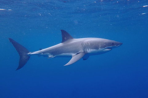 White Shark Tour With Optional Cage Dive From Port Lincoln - Gold Coast Attractions 5