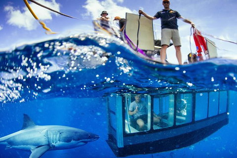White Shark Tour With Optional Cage Dive From Port Lincoln - Gold Coast Attractions 3