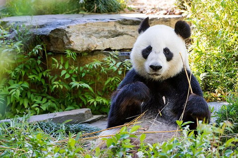 Adelaide Zoo Behind The Scenes Experience: Exclusive Giant Panda Experience - Gold Coast Attractions 1