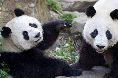 Adelaide Zoo Behind The Scenes Experience: Exclusive Giant Panda Experience - Gold Coast Attractions 0