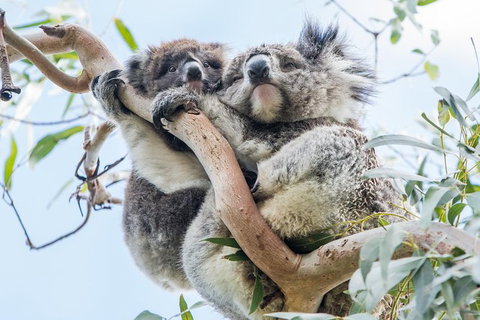 Adelaide To Melbourne 3-Day Trip Through Grampians And Great Ocean Road - Gold Coast Attractions 1