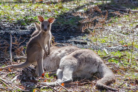 Adelaide To Melbourne 3-Day Trip Through Grampians And Great Ocean Road - Gold Coast Attractions 5