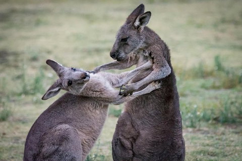 Adelaide To Melbourne 3-Day Trip Through Grampians And Great Ocean Road - Gold Coast Attractions 10