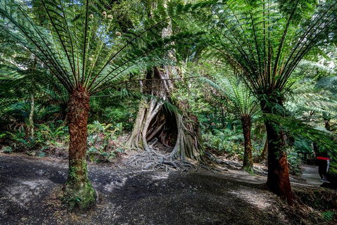 Adelaide To Melbourne 3-Day Trip Through Grampians And Great Ocean Road - Gold Coast Attractions 4