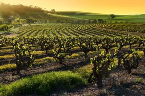 Adelaide Super Saver: Adelaide City Sightseeing Tour Plus Barossa Valley And Hahndorf Tour - Gold Coast Attractions 1