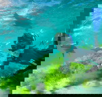 Half-Day Sea Lion Snorkeling Tour from Port Lincoln - Gold Coast Attractions