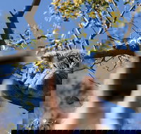 Exceptional Port Lincoln Seafood and Wildlife Tour - Gold Coast Attractions