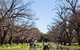 Adelaide 90-Minute Pedicab Tour: Scenic Green & River Experience - thumb 8