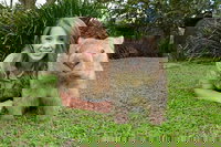 Croc Express to Australia Zoo from Brisbane