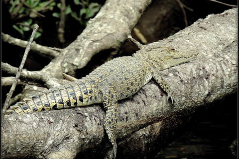Daintree Rainforest, Cape Tribulation, Mossman Gorge In A Day - Gold Coast Attractions 4