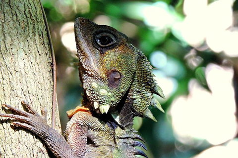 Daintree Rainforest, Cape Tribulation, Mossman Gorge In A Day - Gold Coast Attractions 8
