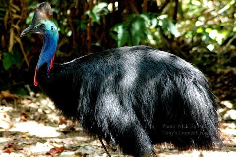 Daintree Rainforest, Cape Tribulation, Mossman Gorge In A Day - Gold Coast Attractions 3
