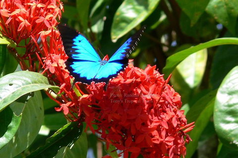 Daintree Rainforest, Cape Tribulation, Mossman Gorge In A Day - Gold Coast Attractions 9