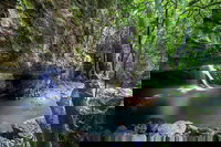 Springbrook andTamborine Rainforest Tour Incl Natural Bridge and Glow Worm Cave