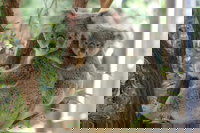 Lone Pine Koala Sanctuary Day Pass