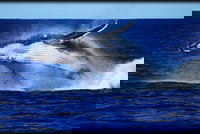 Whale Watching Cruise from Redcliffe Brisbane or the Sunshine Coast