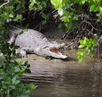Whitsunday Crocodile Safari including Lunch - Gold Coast Attractions