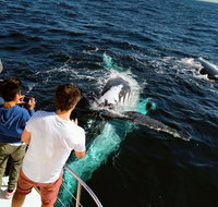 Half-Day Whale Watching and Canal Cruise from Surfers Paradise - Gold Coast Attractions