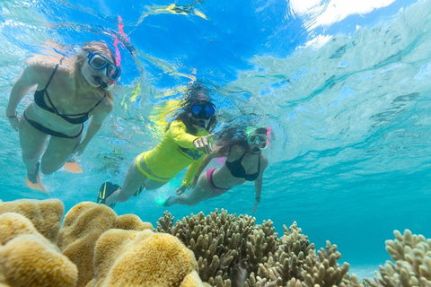 Ocean Safari Great Barrier Reef Experience In Cape Tribulation - Gold Coast Attractions 4