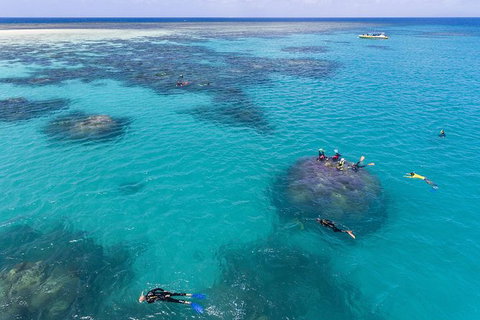 Ocean Safari Great Barrier Reef Experience In Cape Tribulation - Gold Coast Attractions 12