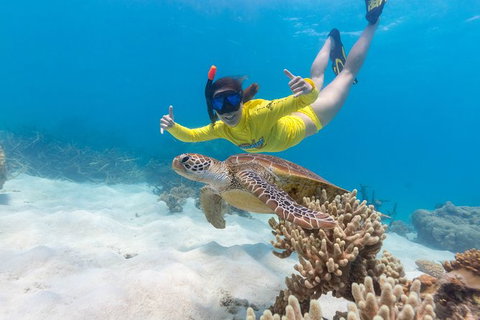 Ocean Safari Great Barrier Reef Experience In Cape Tribulation - Gold Coast Attractions 13