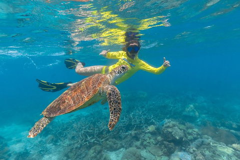 Ocean Safari Great Barrier Reef Experience In Cape Tribulation - Gold Coast Attractions 14
