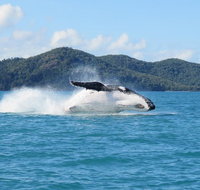 Whitsundays Whale Watching Cruise from Airlie Beach - Gold Coast Attractions