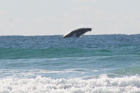10-Day Surf Adventure From Brisbane To Sydney Including Coffs Harbour, Byron Bay And Gold Coast - Gold Coast Attractions 6