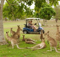Small-Group Wildlife and Rainforest Tour from Port Douglas - Gold Coast Attractions
