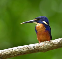Daintree River Dawn Cruise - Gold Coast Attractions