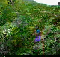 Tamborine Mountain Daily Service Treetop Challenge and Thunderbird Park - Gold Coast Attractions