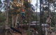 Tamborine Mountain Daily Service, Treetop Challenge And Thunderbird Park - thumb 1