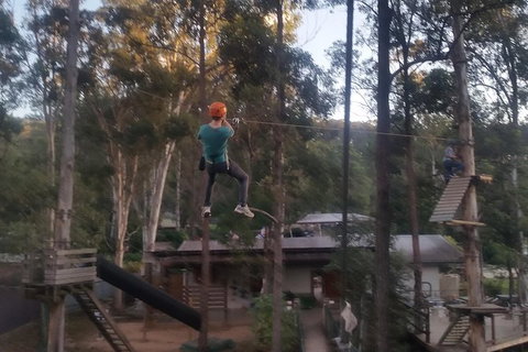 Tamborine Mountain Daily Service, Treetop Challenge And Thunderbird Park - Gold Coast Attractions 1